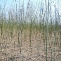 出售自己種植國槐小苗