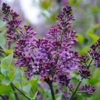 成活率最高的紫丁香