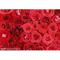 低價(jià)格出售紅玫瑰小苗