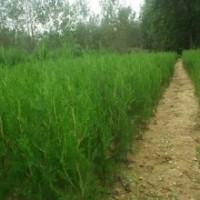 側(cè)柏、側(cè)柏苗、側(cè)柏苗木、側(cè)柏小苗、側(cè)柏大苗、側(cè)柏工程苗