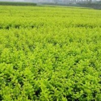 河南花木基地低價出售大量20-25公分豆瓣黃楊、大葉黃楊