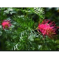 紅花銀樺小袋苗