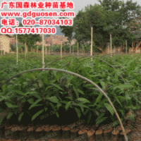 扁桃—廣西扁桃價(jià)格