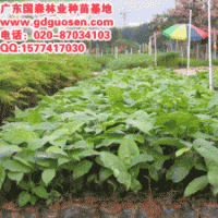 蘋婆—蘋婆價(jià)格