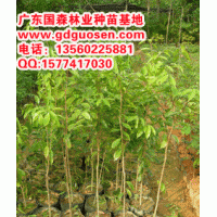 黃花梨—海南黃花梨_黃花梨價(jià)格