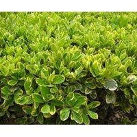 朝鮮黃楊種植基地