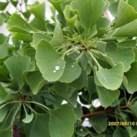 櫻花6公分、16公分 銀杏12公分、銀杏25公分架接、20公分