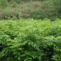 南寧央大供應(yīng)珍貴苗木海南黃花梨