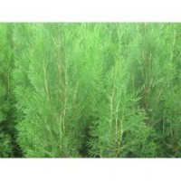 營養(yǎng)帶側柏苗★營養(yǎng)杯側柏苗★側柏占地苗