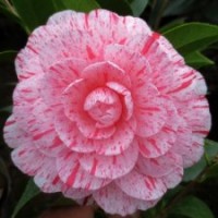 五彩刺丹 進口名貴茶花品種 園藝花卉盆景盆栽