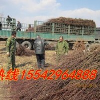 山丁子苗，櫻桃苗，櫻桃種子，臭李子苗