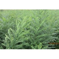 國槐小苗/優(yōu)質(zhì)國槐小苗/國槐小苗價格/國槐苗