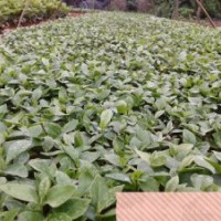 大量紅花玉蘭、白玉蘭種子，白玉蘭、二喬玉蘭小苗