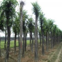 長(zhǎng)期供應(yīng)各種規(guī)格樸樹(shù)、國(guó)槐、銀杏、油松等