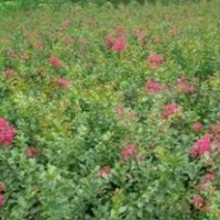 紫薇小苗，紫薇苗價(jià)格，紫薇苗