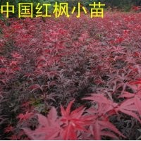 供應(yīng):紅楓/櫻花/海棠/雞爪槭一年生小苗