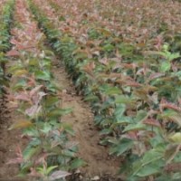 供應(yīng).北美海棠