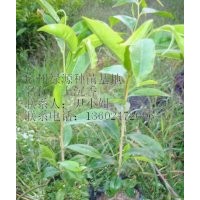 常年供應(yīng)土沉香綠化小苗