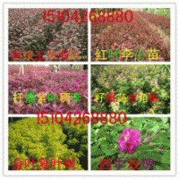 【金葉復(fù)葉槭繁育基地】