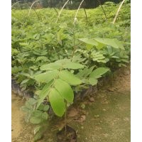 花旗木苗，花旗木樹苗，花旗木小苗，花旗木價格