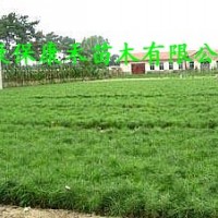 杯栽樟子松種苗20-80cm