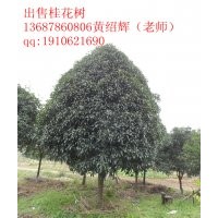 廣西桂林15cm桂花樹精品出售