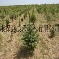 6-8年生云杉小樹120-220cm