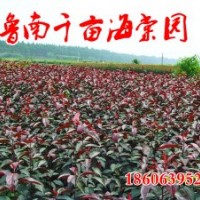 供應(yīng)北美彩葉樹種-海棠，齊魯苗木基地