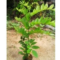 海南黃花梨苗供應(yīng)|廣東黃花梨苗|云浮黃花梨苗|韶關(guān)黃花梨苗|惠州