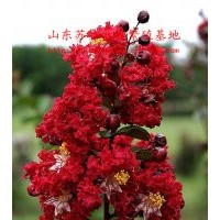 紅火箭紫薇|美國(guó)紅火箭紫薇扦插小苗“紅葉紫薇|帶營(yíng)養(yǎng)土包成活