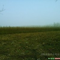 本公司供應(yīng)長期大量供應(yīng)速生竹柳樹苗2.5-3米（可帶根或帶土球）