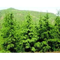 供應白皮松價格哪里好運城白皮松價格