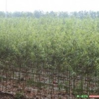 長期大量供應(yīng)速生竹柳樹苗3.5-4米（可帶根或帶土球）