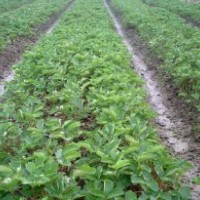 豐香草莓苗/豐香草莓苗基地/豐香草莓苗基地/豐香草莓苗
