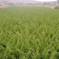 出售優(yōu)質(zhì)龍柏苗 蜀塊苗