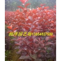 綠化樹、彩葉樹暢銷品種--紅葉李，紫葉李、太陽李