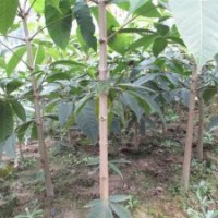 供應(yīng)七葉樹20-100cm小苗 2-10公分