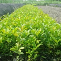 紅花丹桂新品種“堰虹桂”扦插苗