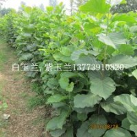 宿遷1米高白玉蘭樹苗價(jià)格咨詢耐寒白玉蘭小苗