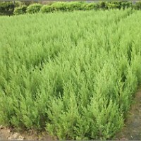 大量供應(yīng)30cm___200cm高檜柏