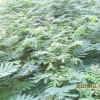 供小苗速生國槐，速生白蠟，垂柳，法桐，合歡，臭椿，黃柳