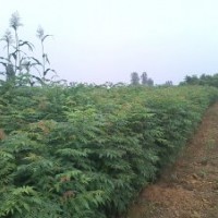南陽(yáng)北欒--高度50--150公分，南陽(yáng)欒樹苗20萬(wàn)株