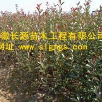 獨(dú)桿紅葉石楠小苗批發(fā)基地 長(zhǎng)期供應(yīng)