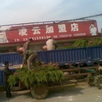 山東省日照市龍柏苗木銷售基地