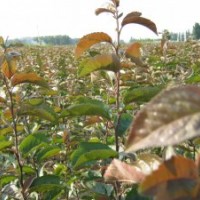 亞當(dāng)海棠；絢麗海棠