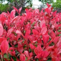 供應(yīng)：紅葉石楠，杜鵑，桂花，梔子花，迎春花，月季等彩籬、花籬