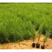 國(guó)槐/白皮松/油松/華山松/五角楓/白蠟/花椒苗