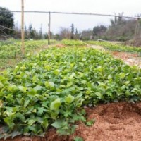 金葉女貞小苗，金森女貞小苗，金邊黃楊小苗，茶花小苗，茶梅小苗