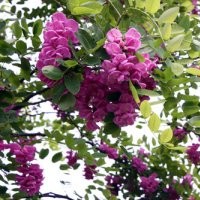 河北香花槐苗木基地