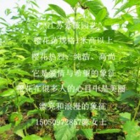江蘇櫻花小苗批發(fā)1米高櫻花樹苗庭院美麗觀花苗大量批發(fā)